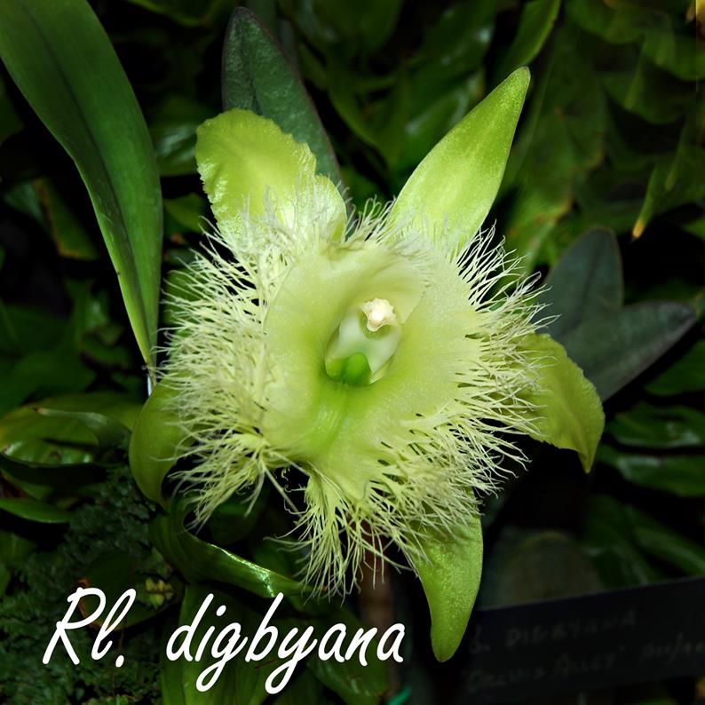 Rl. digbyana 5-6\" pot or basket